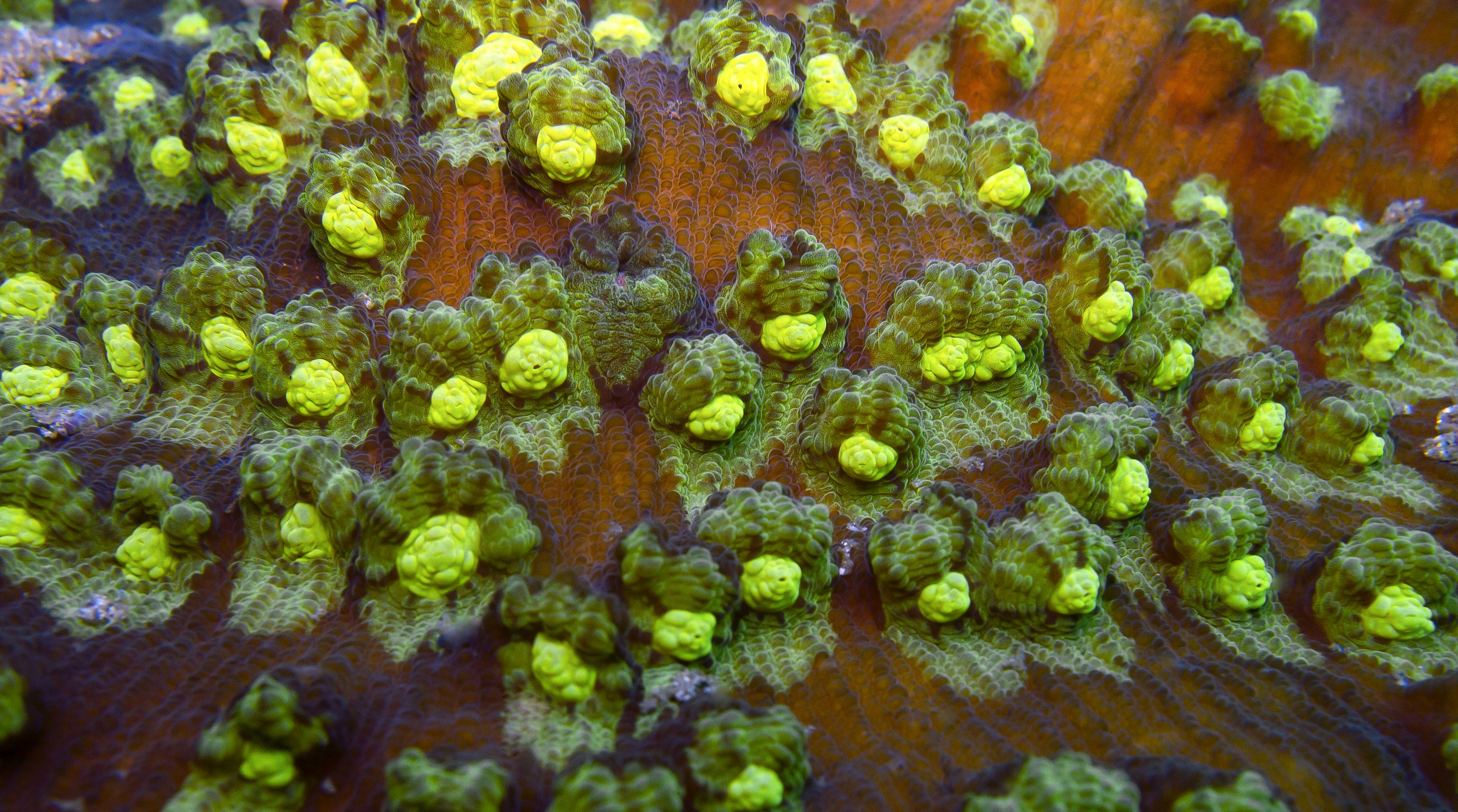 a close up of some green plants on a tree