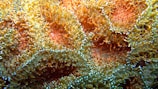 Close-up of vibrant coral and tropical fish observed during a marine research survey.