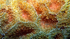 Acans Coral Cluster