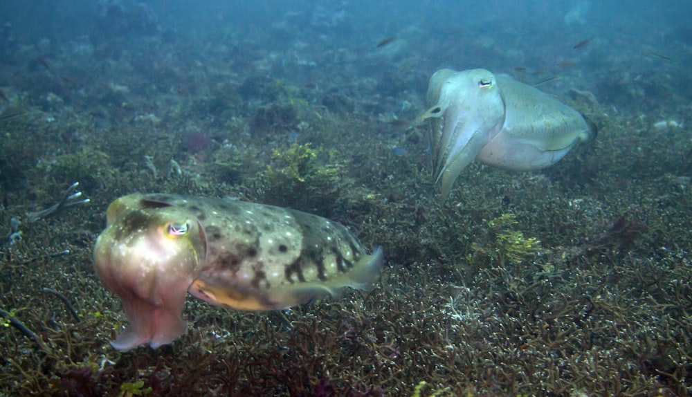 a large fish and a smaller fish in the water