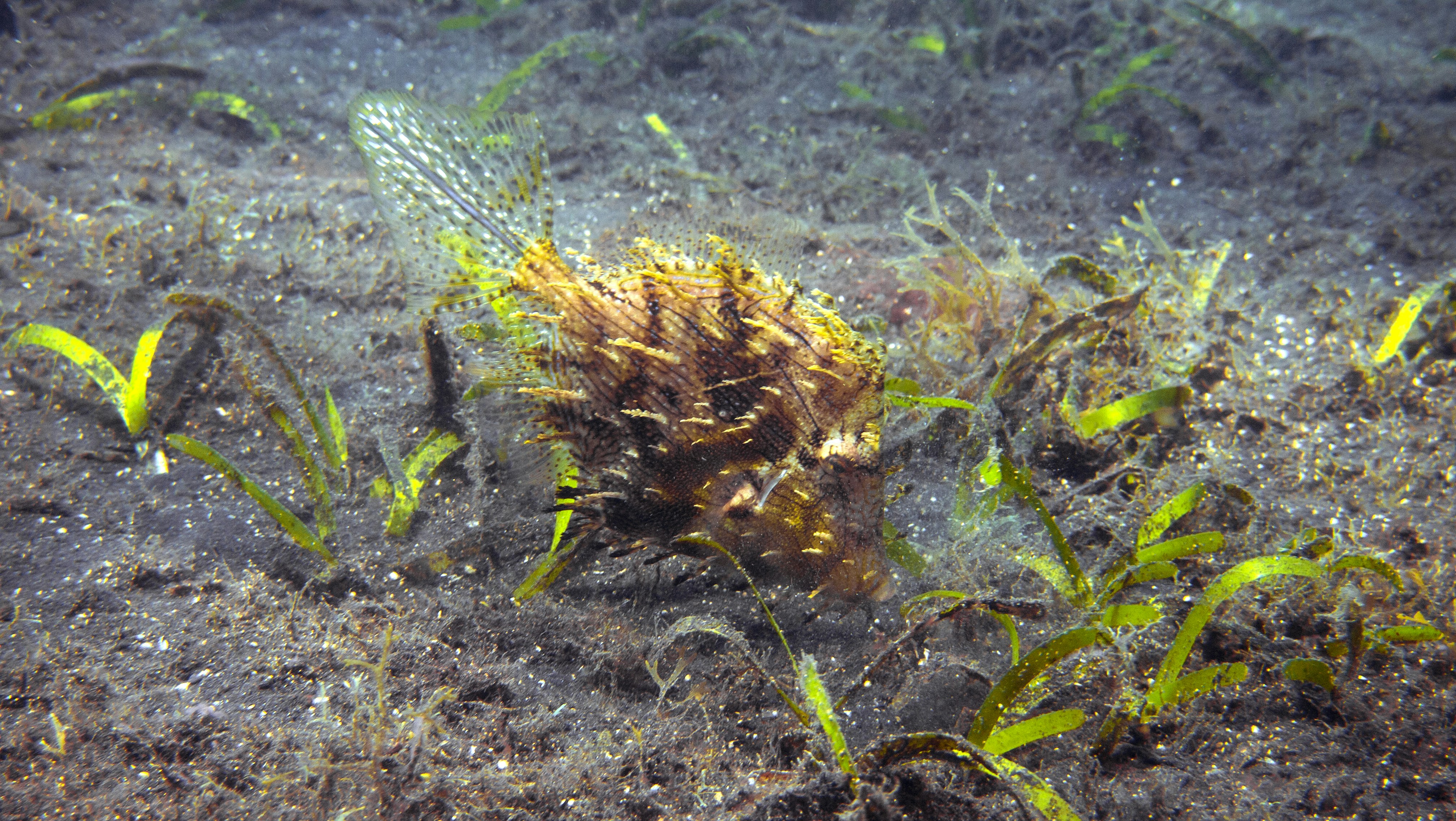 a sea weed grows in the sand on the ocean floor