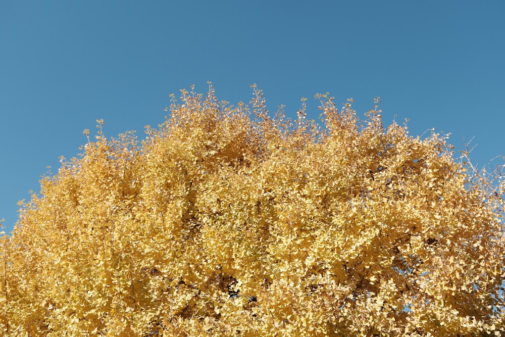 a tree with yellow leaves and a blue sky in the background