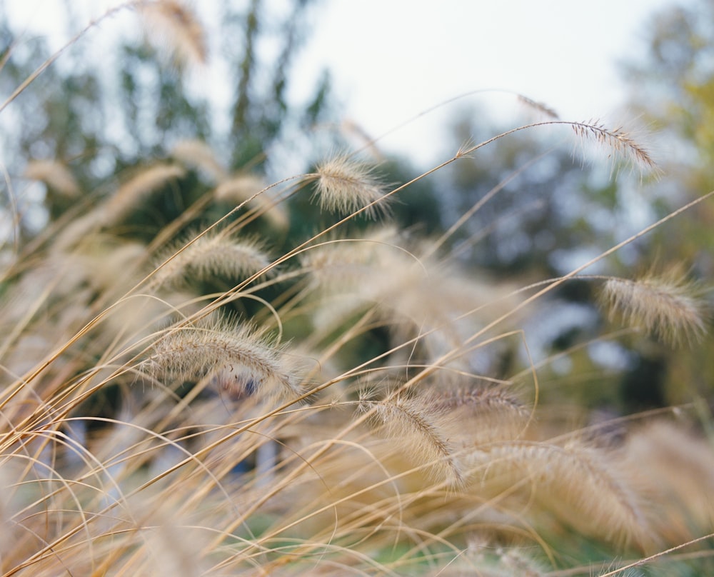 a close up of a field of grass with trees in the background