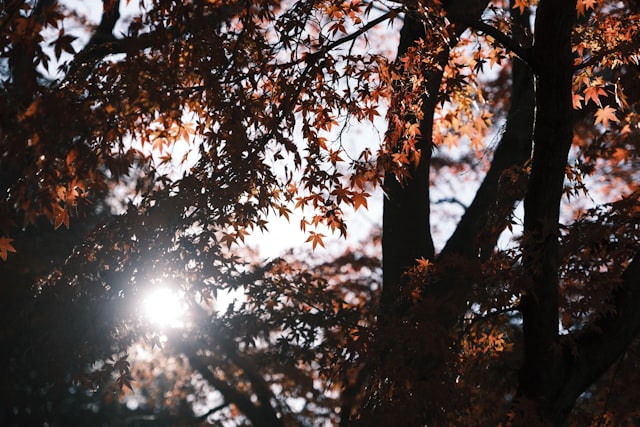 史铁生先生的《秋天的怀念》的写作背景是什么