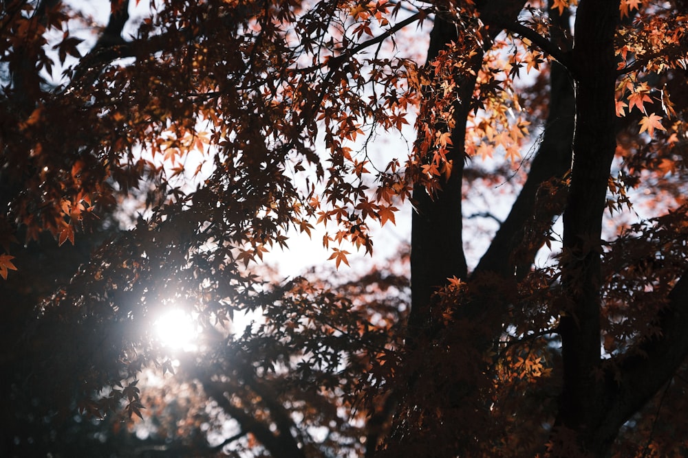 the sun shines through the leaves of a tree