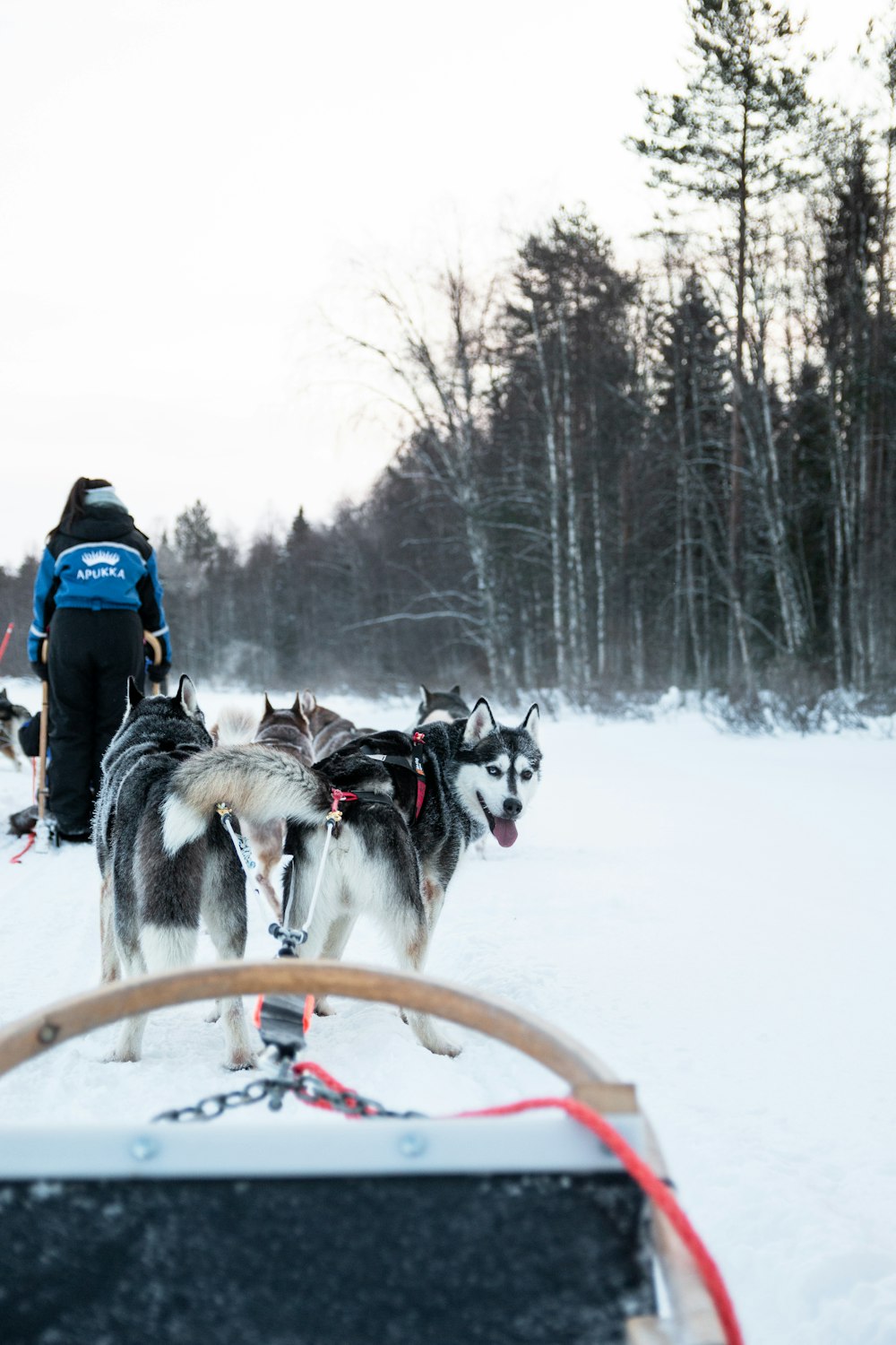 a man riding a sled pulled by two dogs