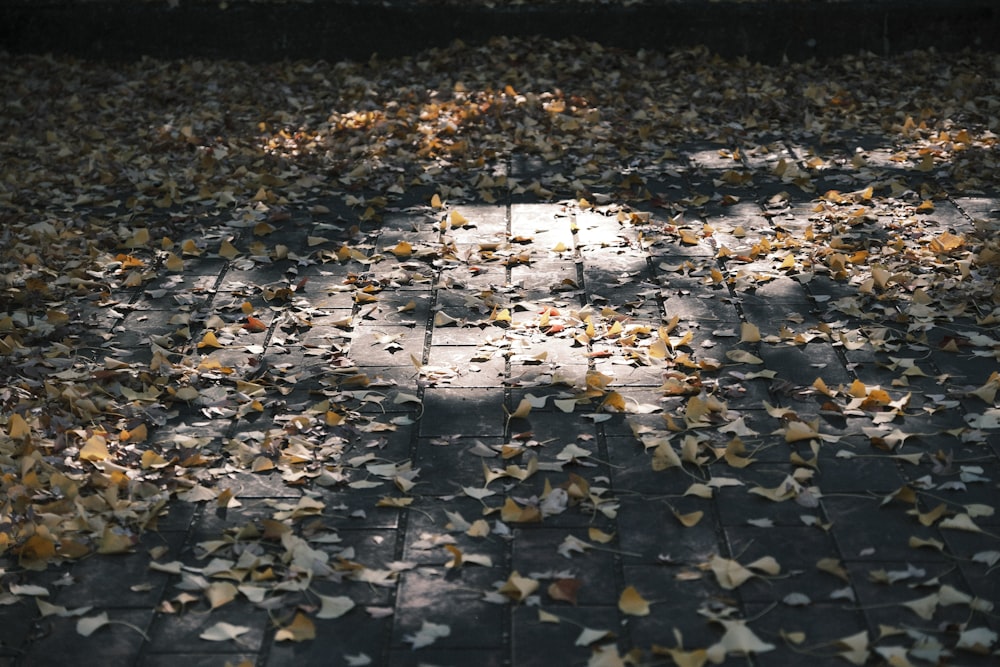 바닥에 떨어진 나뭇잎의 흑백 사진