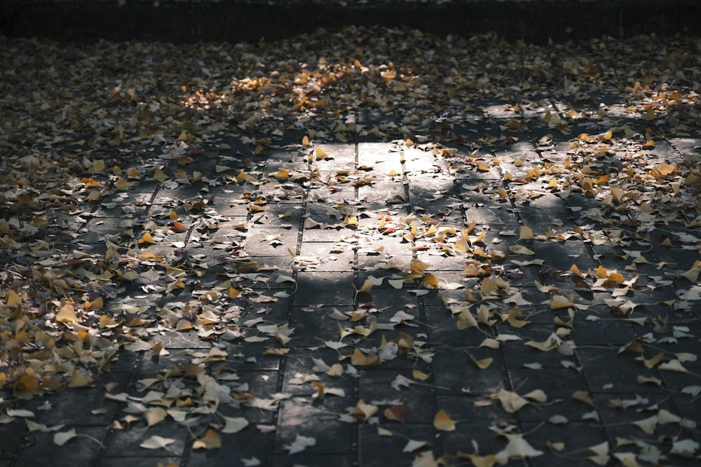 a black and white photo of leaves on the ground