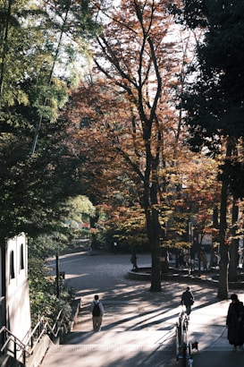 A serene park setting with tall trees displaying autumn foliage. Sunlight filters through the branches, casting long shadows on the ground. People are walking along a paved path, creating a peaceful and contemplative atmosphere.