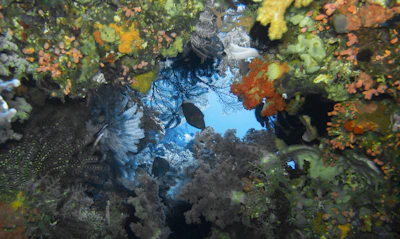 Underwater view of colorful coral reefs and tropical fish near Elephant Beach.