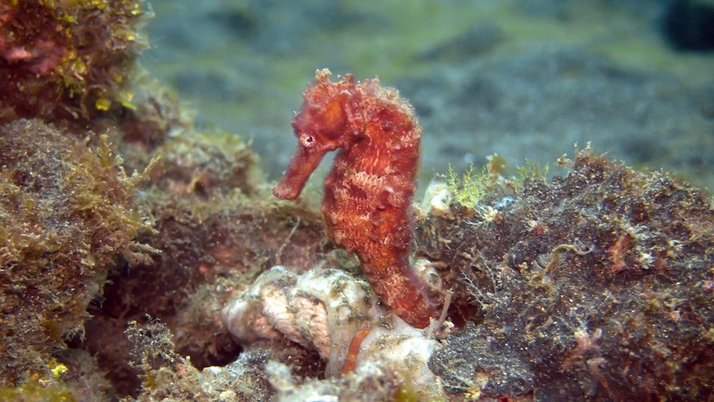 a sea horse is sitting on the seaweed