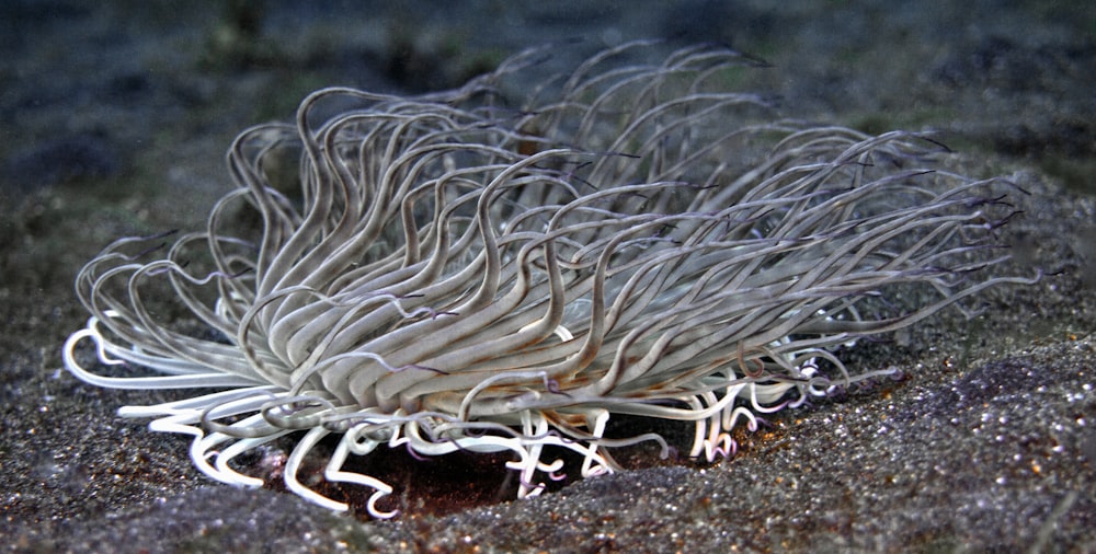 a close up of a sea anemone on the sand