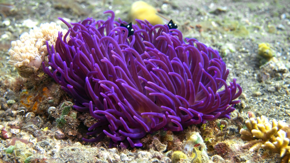 a purple sea anemone on the ocean floor