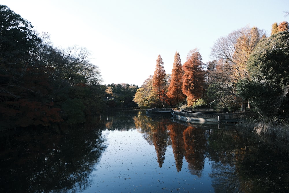 a body of water surrounded by lots of trees