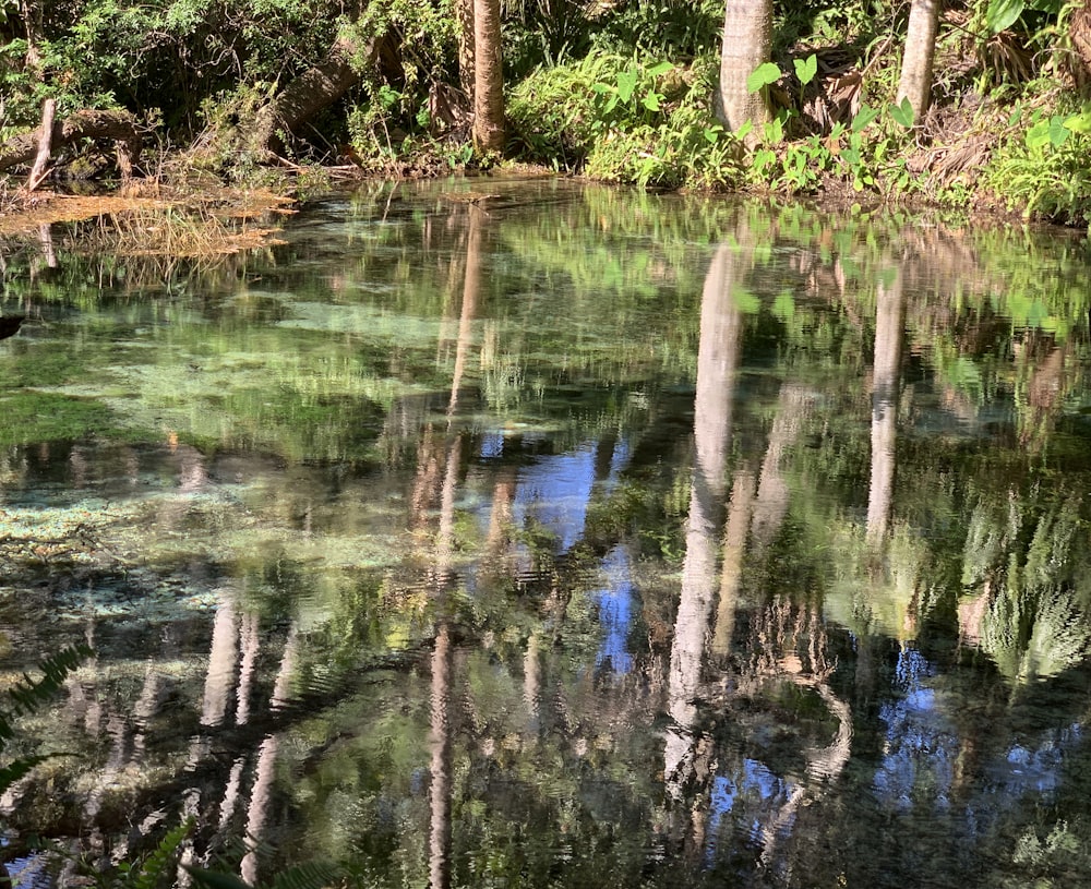 a body of water surrounded by lots of trees