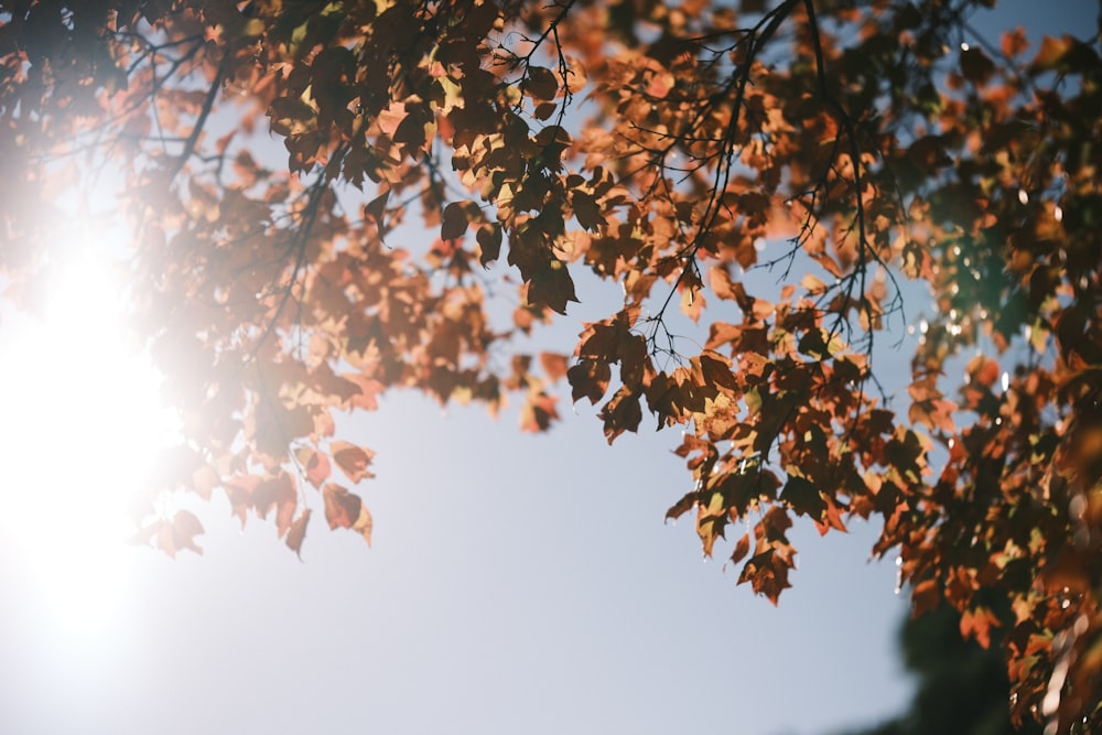 the sun shines through the leaves of a tree