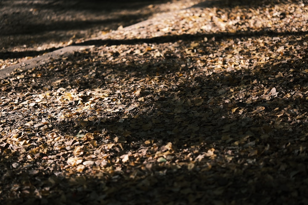 a close up of leaves on the ground