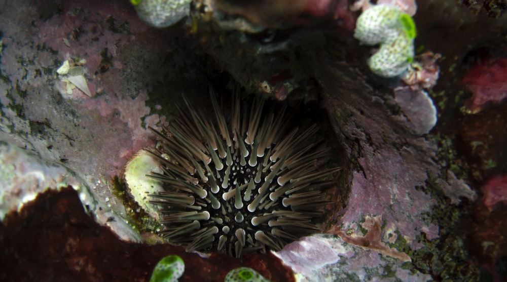 a close up of a sea urchin on a coral