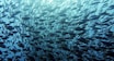 a large school of fish swimming in the ocean