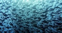 a large school of fish swimming in the ocean
