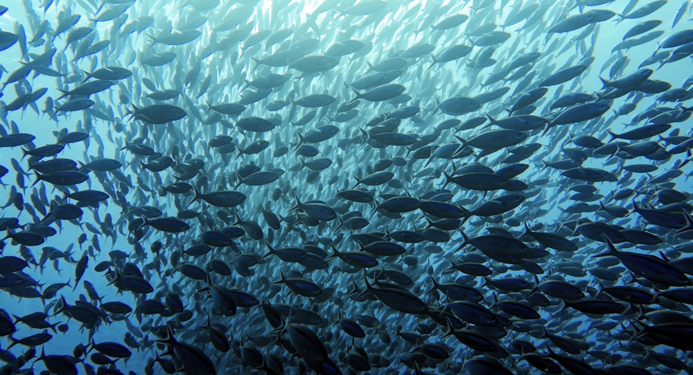 a large school of fish swimming in the ocean