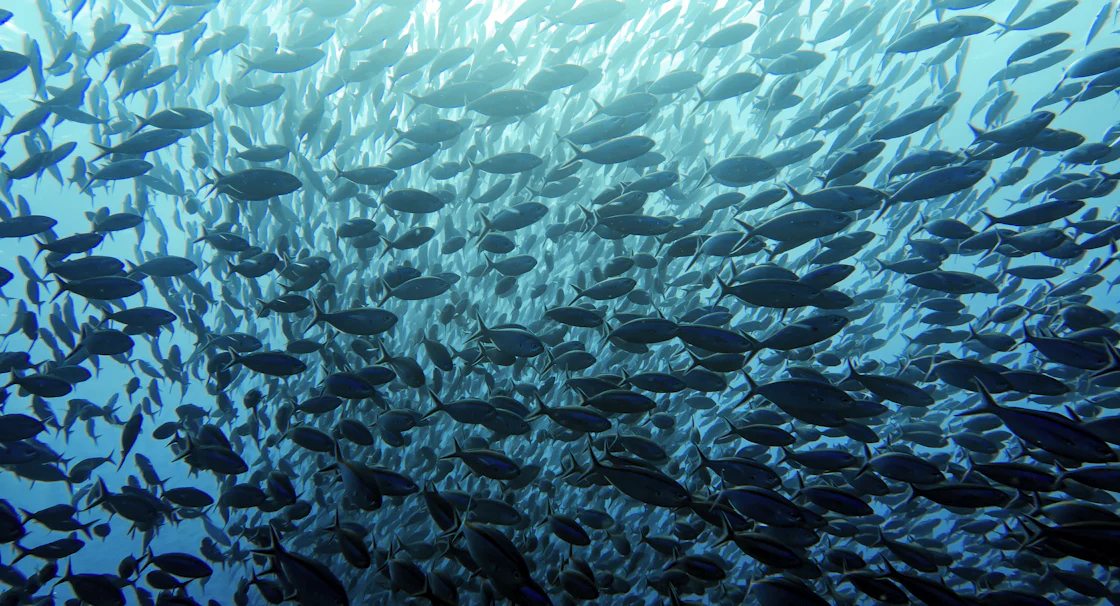 A dense school of fish swimming through blue water