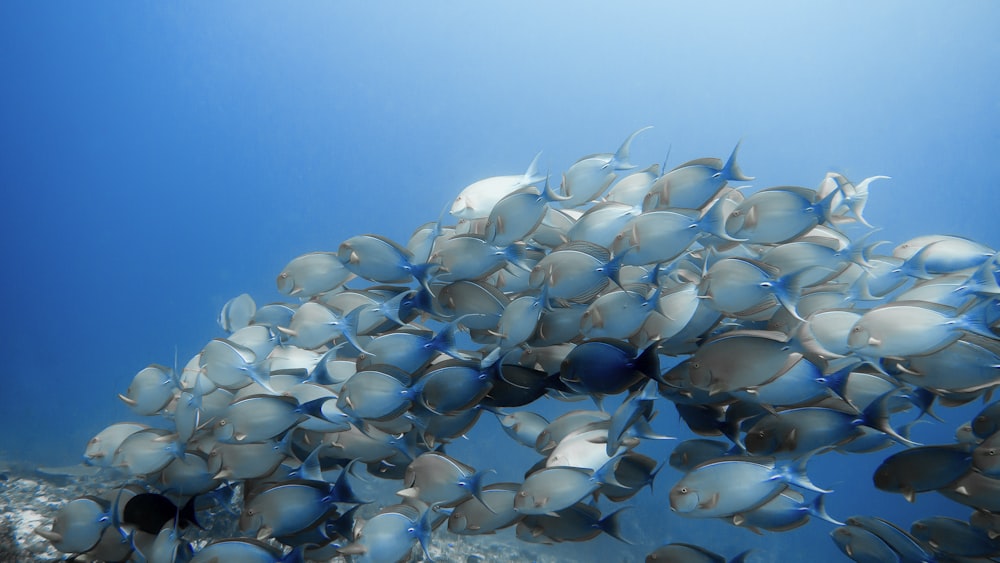 a large group of fish swimming in the ocean