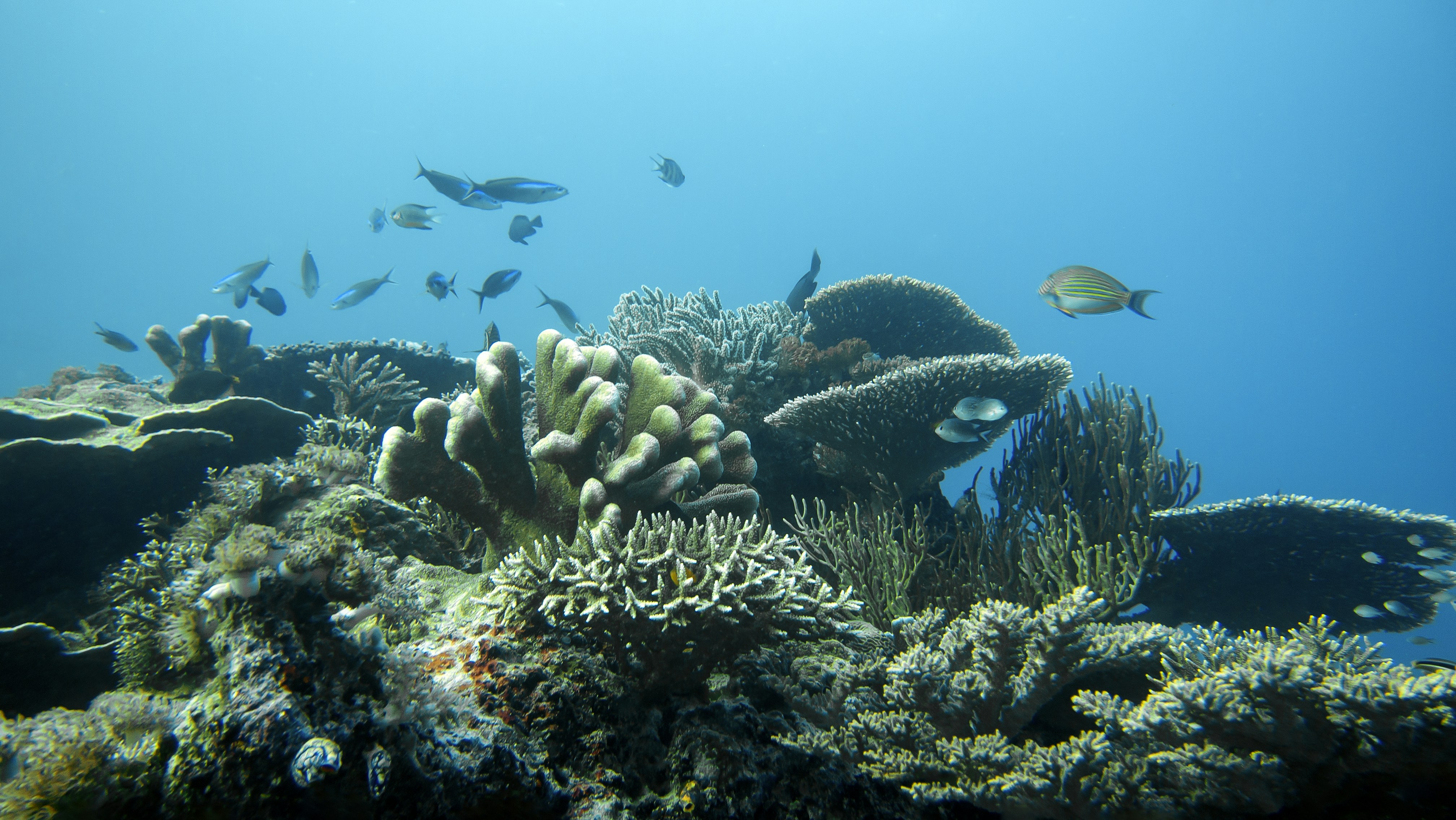 Fish swimming over coral reef