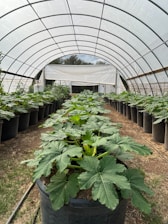 A greenhouse structure with a curved ceiling shelters large potted plants arranged in rows. The ground appears earthy with patches of grass, and a white entrance is visible at the far end. The structure seems to be made of a translucent material.