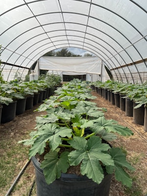 A greenhouse structure with a curved ceiling shelters large potted plants arranged in rows. The ground appears earthy with patches of grass, and a white entrance is visible at the far end. The structure seems to be made of a translucent material.