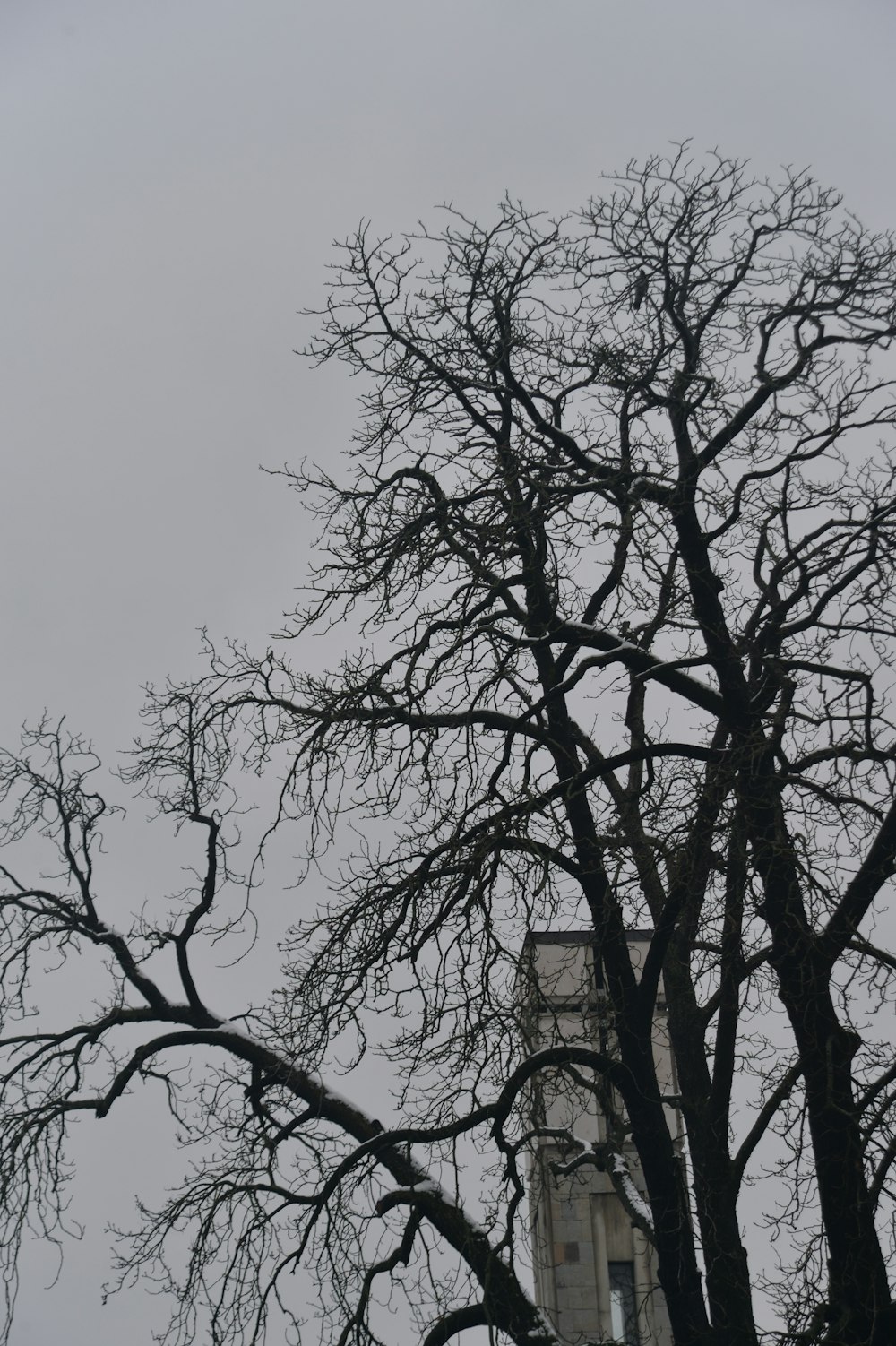 a tall clock tower sitting next to a bare tree