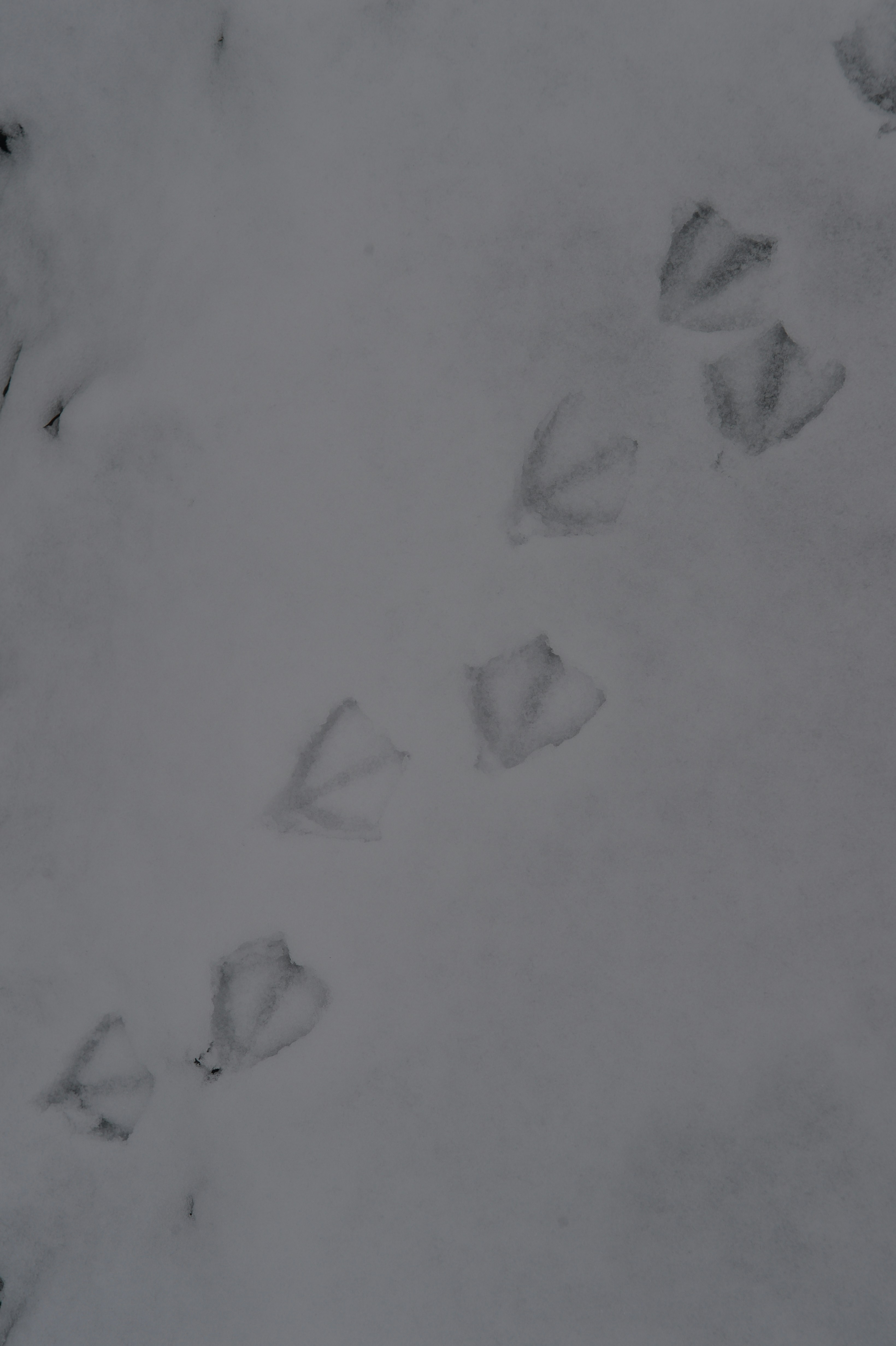 Photo by baliko_andras