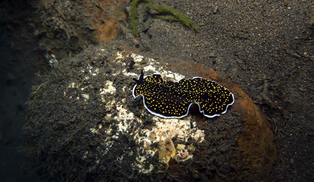 a black and yellow sea slug sitting on top of a rock