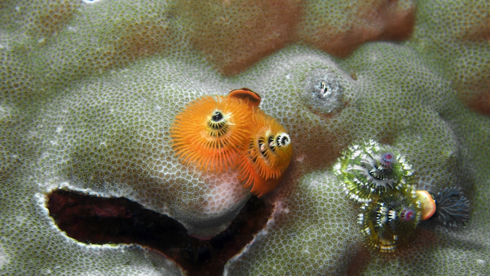 a close up of a sea anemone on a coral