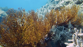 a group of sea fans on a coral reef