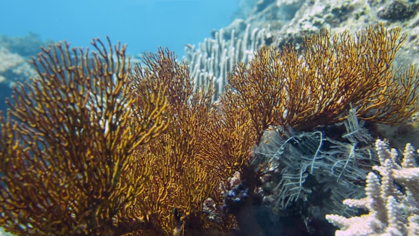 Vibrant coral formations with intricate patterns are set against a clear blue underwater backdrop. Some corals have a reddish-orange hue, while others display softer, pale colors. Algae or small marine plants are interspersed among the corals.