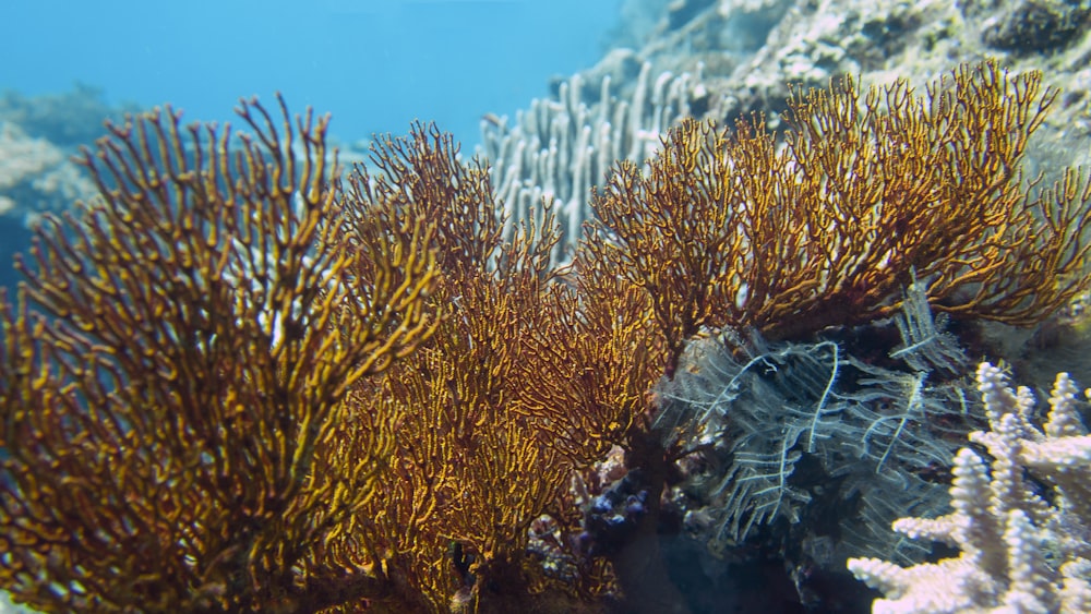a group of sea fans on a coral reef