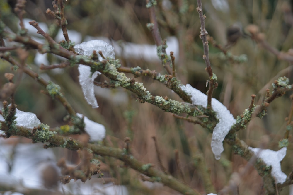a tree branch with snow on it in a forest