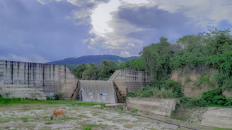 A proud dam standing alert in a lush green field, showcasing her strong and healthy physique.