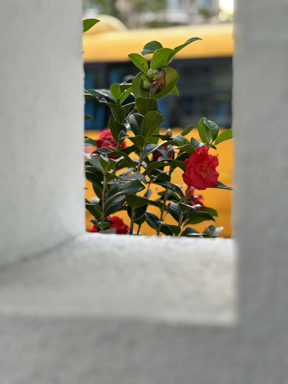 a red rose in a white vase with a yellow bus in the background