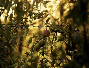 Sunlight filtering through apple trees at a peaceful Catskills orchard.
