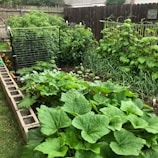 A lush garden with a variety of plants and vegetables, including large leafy greens, tomatoes, and climbing plants supported by trellises. The garden is bordered by a fence and concrete blocks, with neatly organized rows and stakes supporting some of the plants.