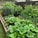 A lush garden with a variety of plants and vegetables, including large leafy greens, tomatoes, and climbing plants supported by trellises. The garden is bordered by a fence and concrete blocks, with neatly organized rows and stakes supporting some of the plants.