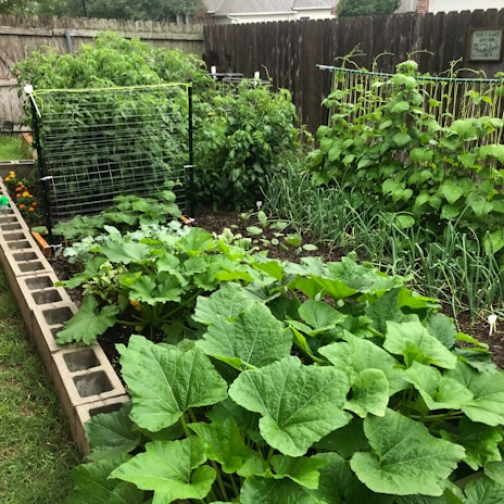 A lush garden with a variety of plants and vegetables, including large leafy greens, tomatoes, and climbing plants supported by trellises. The garden is bordered by a fence and concrete blocks, with neatly organized rows and stakes supporting some of the plants.