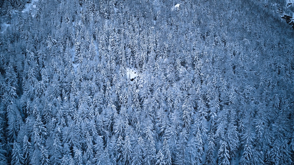 a large group of trees covered in snow