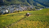 A lush vineyard extends across rolling hills towards a small town nestled in a valley. A wooden shed is situated among the rows of grapevines. In the background, there are numerous buildings and houses surrounded by dense greenery and mountains.