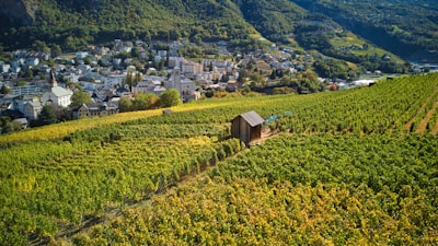 A lush vineyard extends across rolling hills towards a small town nestled in a valley. A wooden shed is situated among the rows of grapevines. In the background, there are numerous buildings and houses surrounded by dense greenery and mountains.