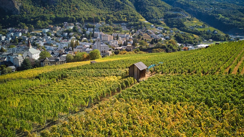 A lush vineyard extends across rolling hills towards a small town nestled in a valley. A wooden shed is situated among the rows of grapevines. In the background, there are numerous buildings and houses surrounded by dense greenery and mountains.