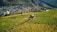 A lush vineyard extends across rolling hills towards a small town nestled in a valley. A wooden shed is situated among the rows of grapevines. In the background, there are numerous buildings and houses surrounded by dense greenery and mountains.
