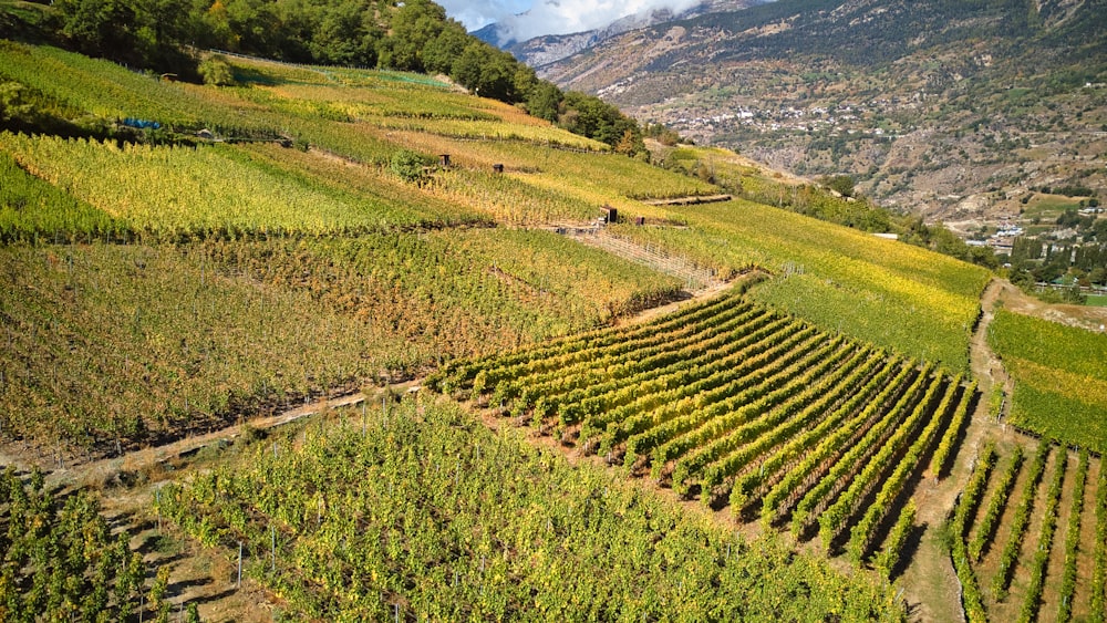 Una vista aérea de un viñedo en las montañas